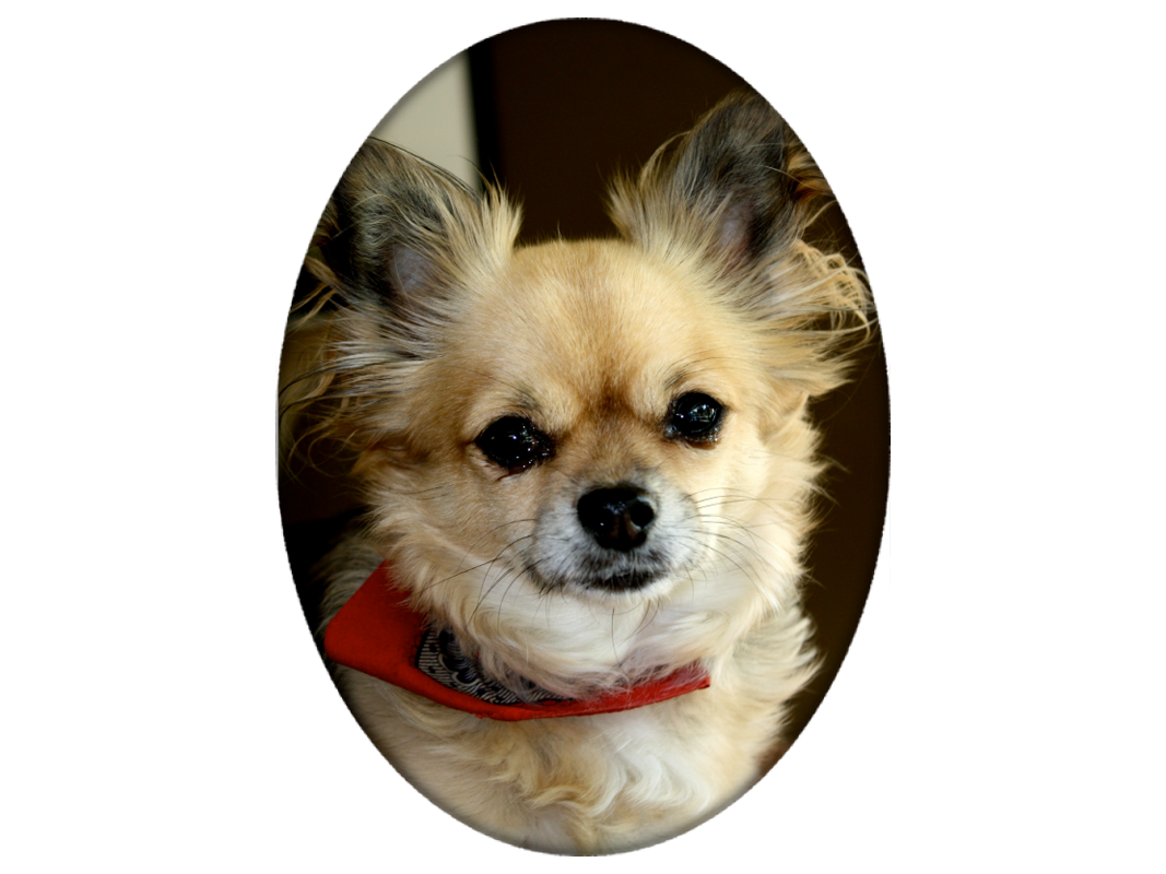 Foto op porselein Ovaal zonder rand (volledige print)