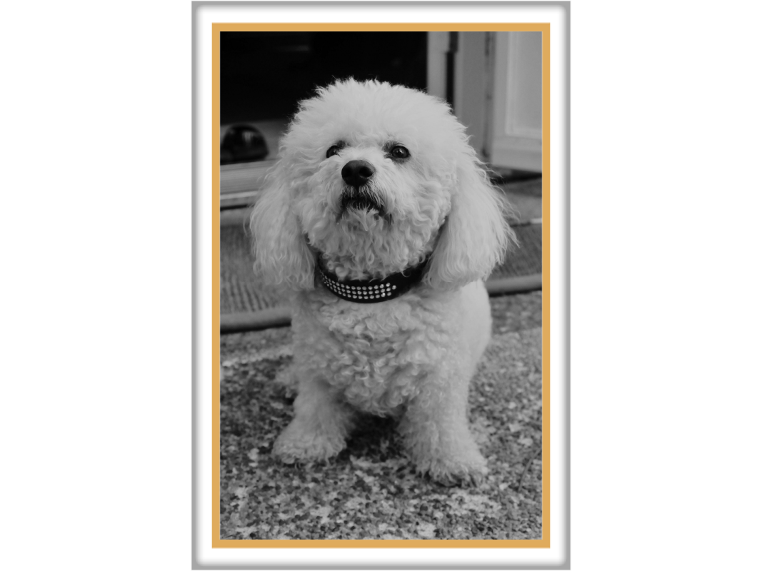 Foto op porselein rechthoek met gouden rand