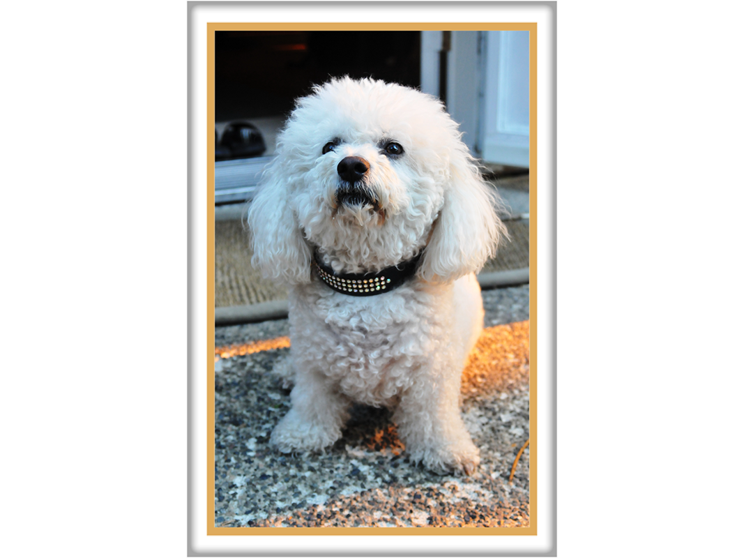 Foto op porselein rechthoek met gouden rand